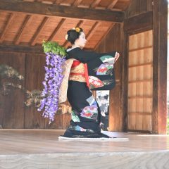 菊池松囃子能場で舞踊団「花童&はつ喜」による定期公演を行います