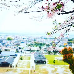 （🌸満開・散り始め🌸）菊池神社参道桜の開花情報