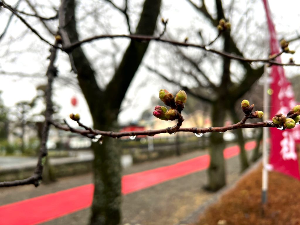桜開花・満開情報～菊池公園編～ 菊池公園一帯の桜の開花情報をお伝えしていきます。